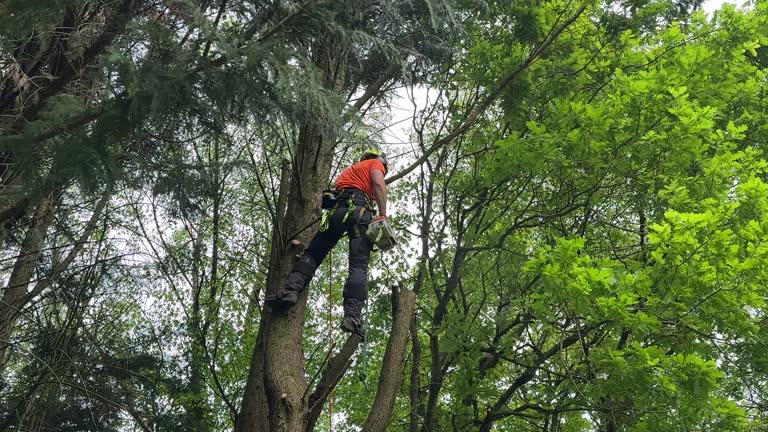 Mulching Services in Smiths Station, AL